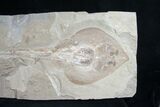 Guitar Ray (Rhinobatos) Fossil - Lebanon #9876-2